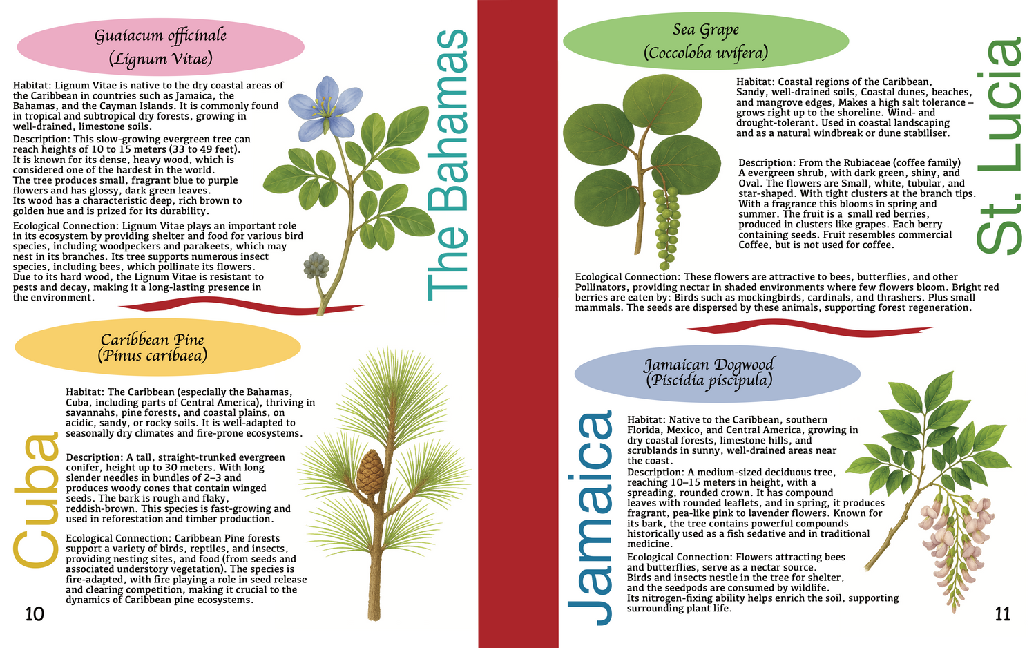 Brochure or guide with botanical illustrations and text on plants from different countries like Cuba, Jamaica, and St. Lucia.